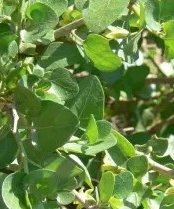 Withania frutescens
